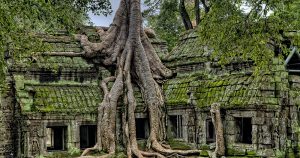 Cambodia Angkor roots